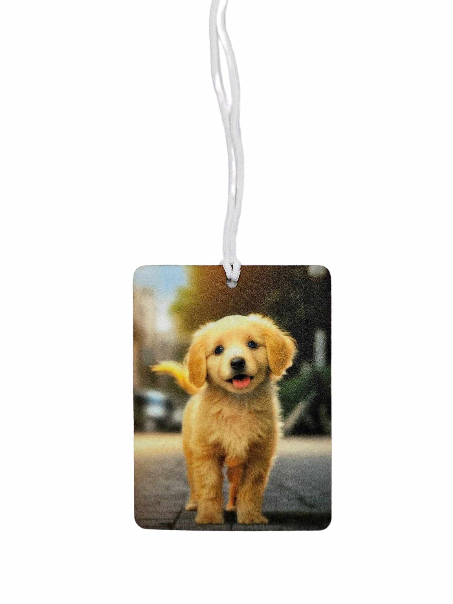 Cute Puppy