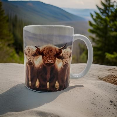 3 baby Highland Cows
