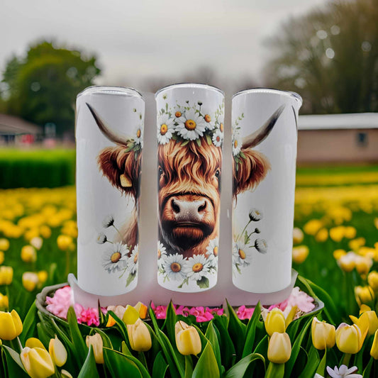 Highland cow with white daisies