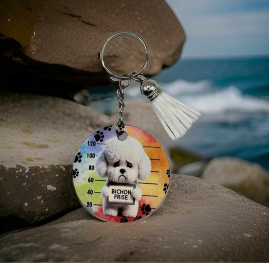 Jail - Bichon Frise
