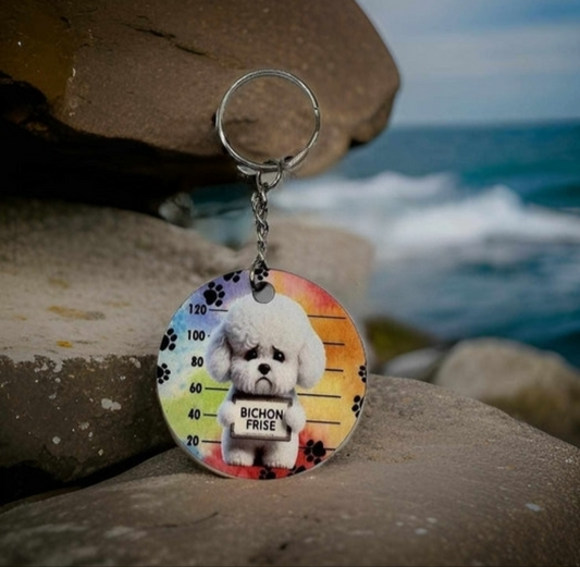 Jail - Bichon Frise